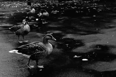 Birds in calm water