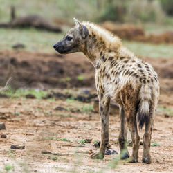 Hyena walking on grass in forest