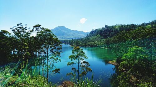 Scenic view of lake by trees against sky