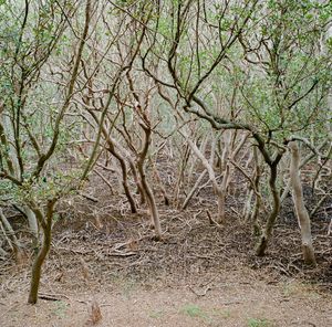 View of trees in forest