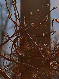 Close-up of plant