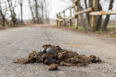 Close-up of animal dung on road