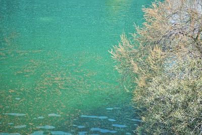 High angle view of plants on shore