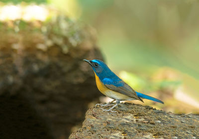 Close-up of bird perching on rock