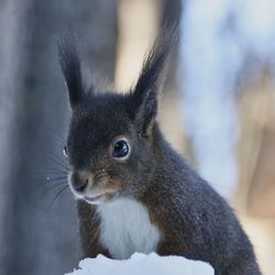 Close-up of squirrel