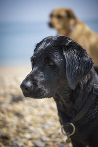 Close-up of black labrador on sunny day