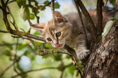 Low angle view of cat on tree trunk