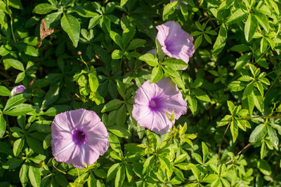 Close-up of pink flowering plants