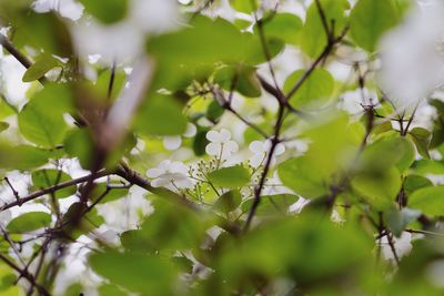 Low angle view of flowering plants on tree