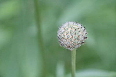Close-up of purple flowering plant
