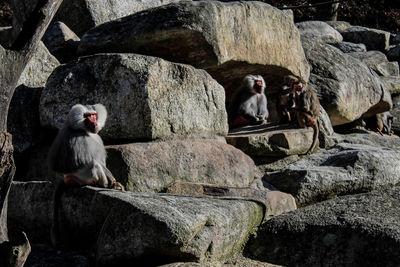 Close-up of monkey sitting on rock