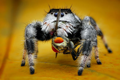 Close-up of spider