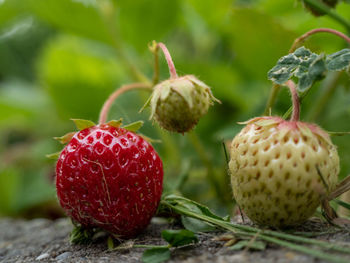 Wild strawberry. strawberries close up. wild strawberry bush.