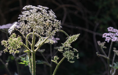 plant