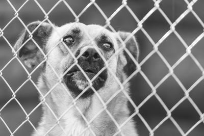 Portrait of dog seen through chainlink fence