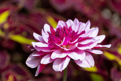 Close-up of pink flower