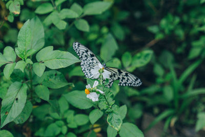 Butterfly on plant