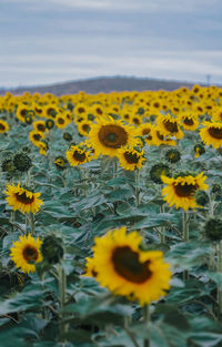 Close-up of yellow flowering plants on field