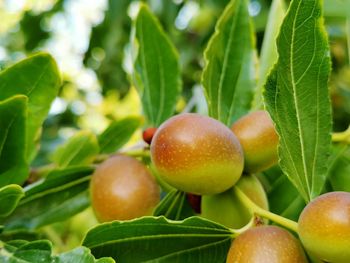 Close-up of fresh fruits on tree