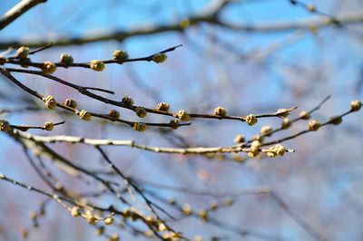 Low angle view of flowering plant against sky
