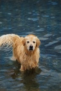 Portrait of golden retriever swimming in lake
