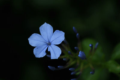 Close-up of purple flowering plant