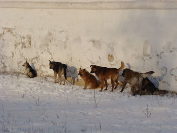 Dogs on snow covered field