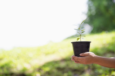 Hand holding plant against blurred background