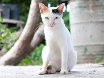 Portrait of cat sitting outdoors