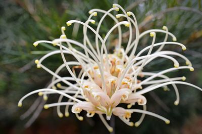 Close-up of flower