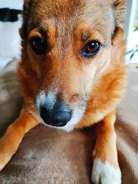 Close-up portrait of dog