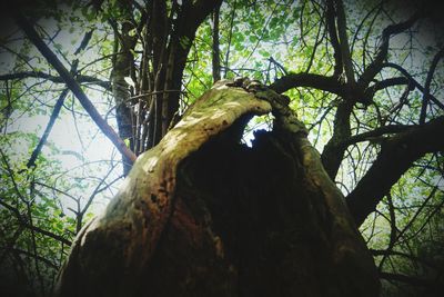 Low angle view of tree in forest