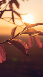 Close-up of leaves during sunset