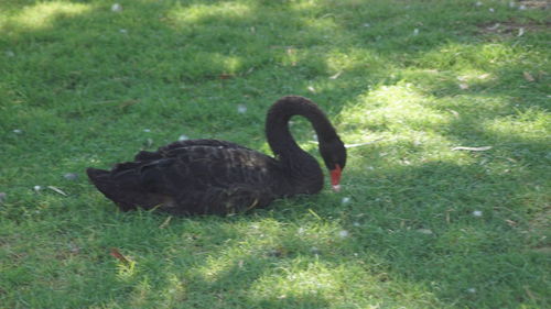 Close-up of swan on grass