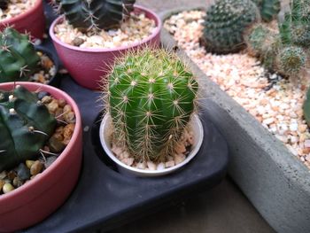 High angle view of succulent plant in pot