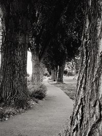 Road amidst trees