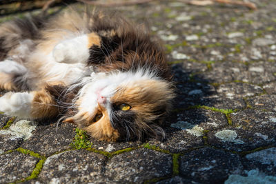Close-up of a cat on footpath