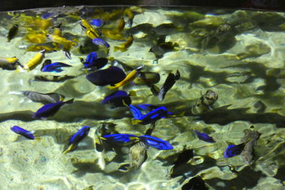 Close-up of fish swimming in sea