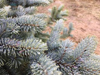 Close-up of pine cone on tree during winter