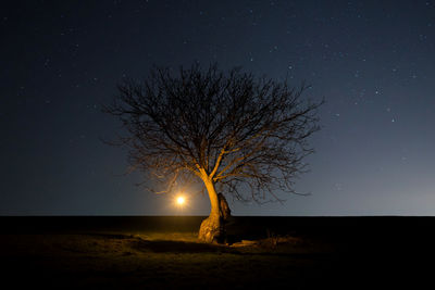 Bare tree on field against sky at night