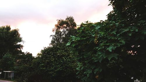 Low angle view of trees against sky