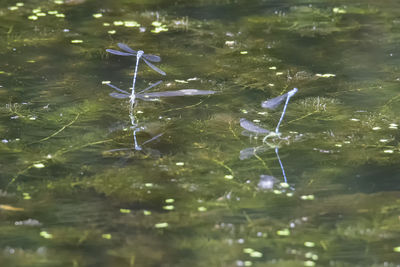 Close-up of turtle in water