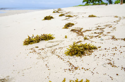 Close-up of plant on sand at beach against sky