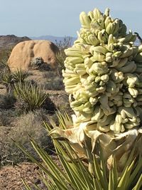 Cactus plant against sky