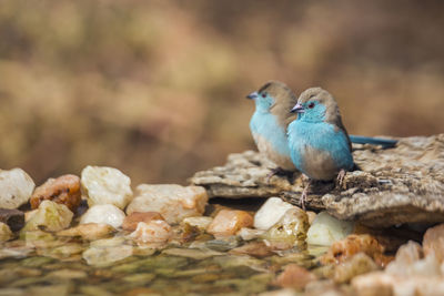 Close-up of bird perching on rock