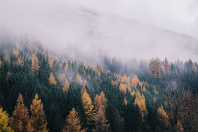 Scenic view of forest against sky during autumn