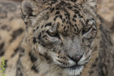 Close-up of leopard