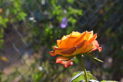 Close-up of orange flower