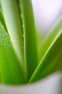 Close-up of succulent plant