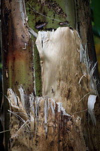 Panoramic view of sheep on tree trunk